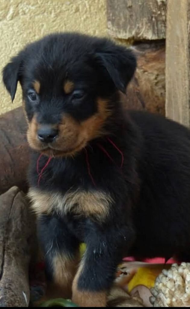 du Royaume D'Elsa - Chiot disponible  - Berger de Beauce