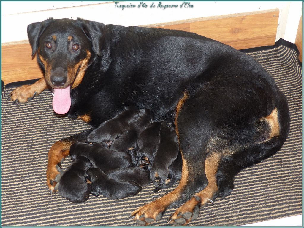 chiot Berger de Beauce du Royaume D'Elsa