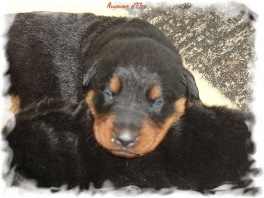 du Royaume D'Elsa - Chiot disponible  - Berger de Beauce