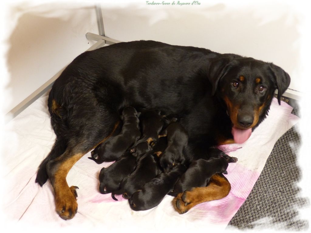 chiot Berger de Beauce du Royaume D'Elsa