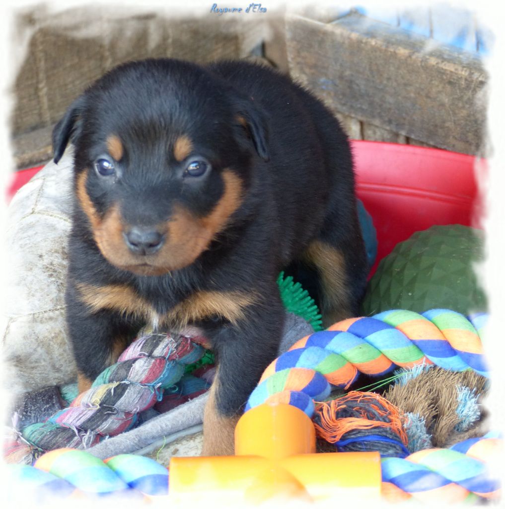 du Royaume D'Elsa - Chiot disponible  - Berger de Beauce