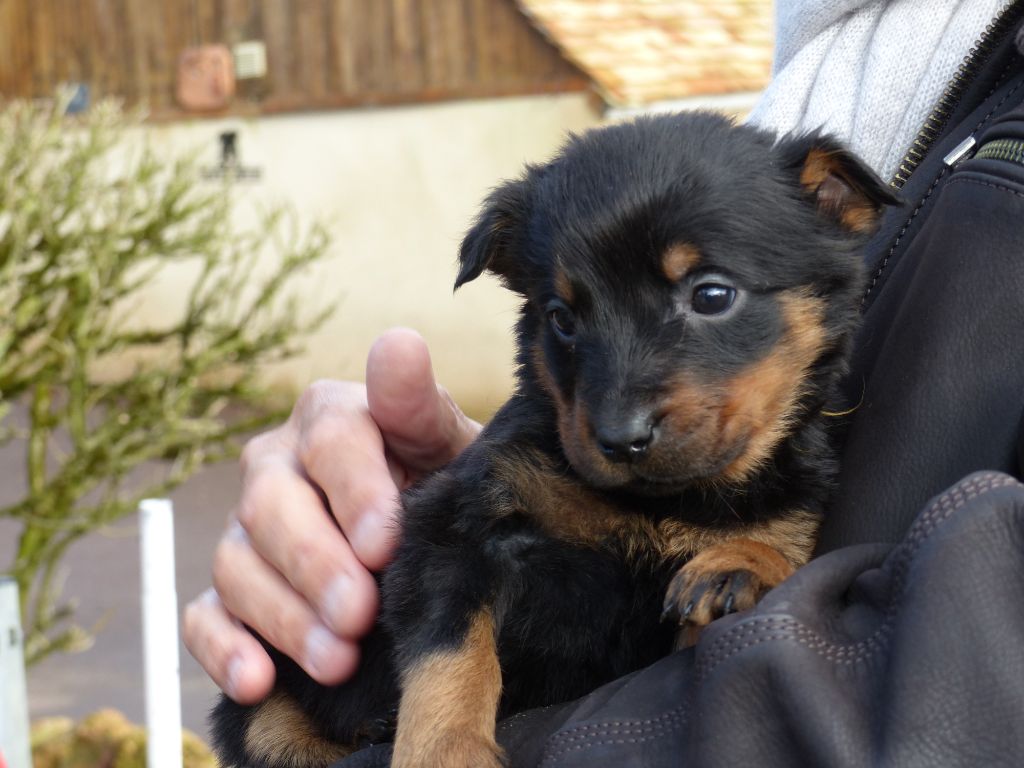 du Royaume D'Elsa - Chiot disponible  - Berger de Beauce