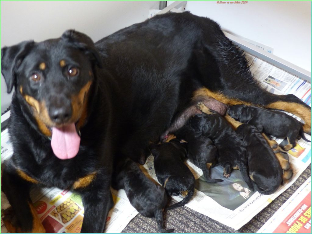 chiot Berger de Beauce du Royaume D'Elsa