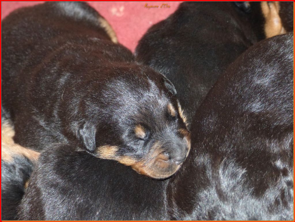 du Royaume D'Elsa - Chiot disponible  - Berger de Beauce