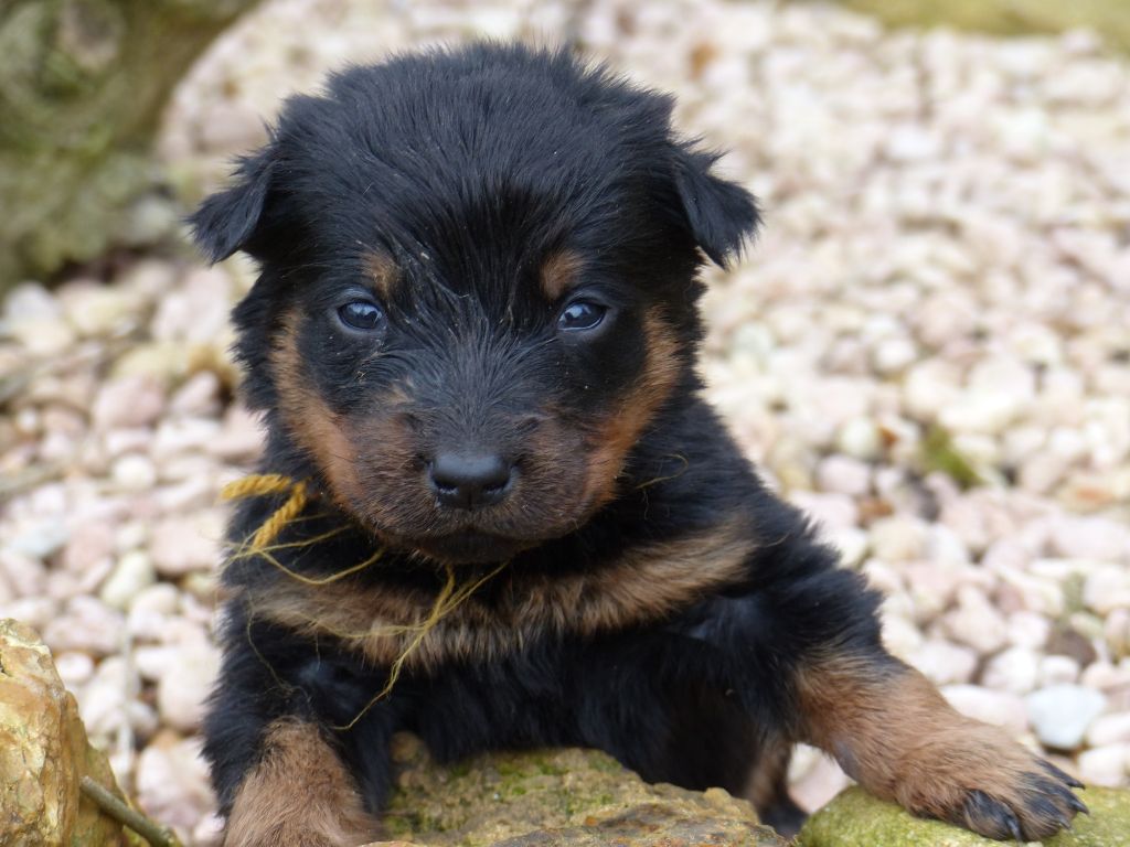 du Royaume D'Elsa - Chiot disponible  - Berger de Beauce