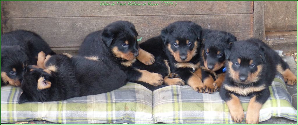 chiot Berger de Beauce du Royaume D'Elsa