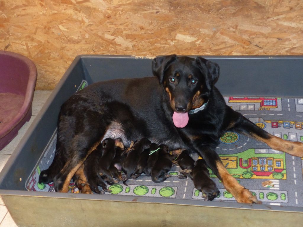 chiot Berger de Beauce du Royaume D'Elsa