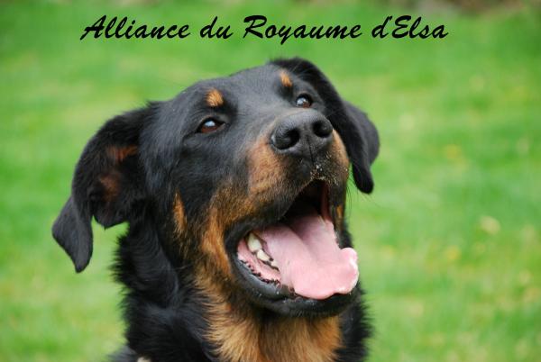 Alliance royal du Royaume D'Elsa