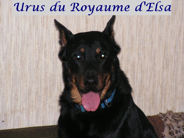 Urus du Royaume D'Elsa