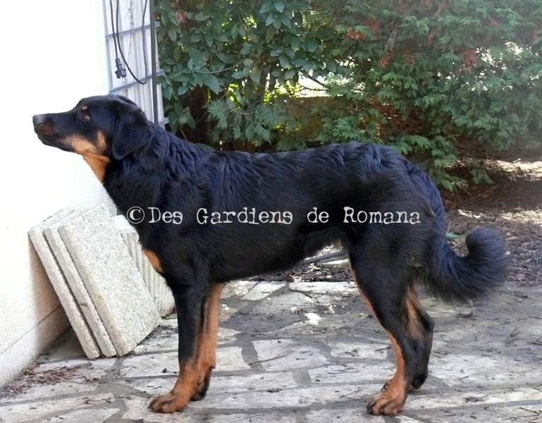 Dolcie du Royaume D'Elsa