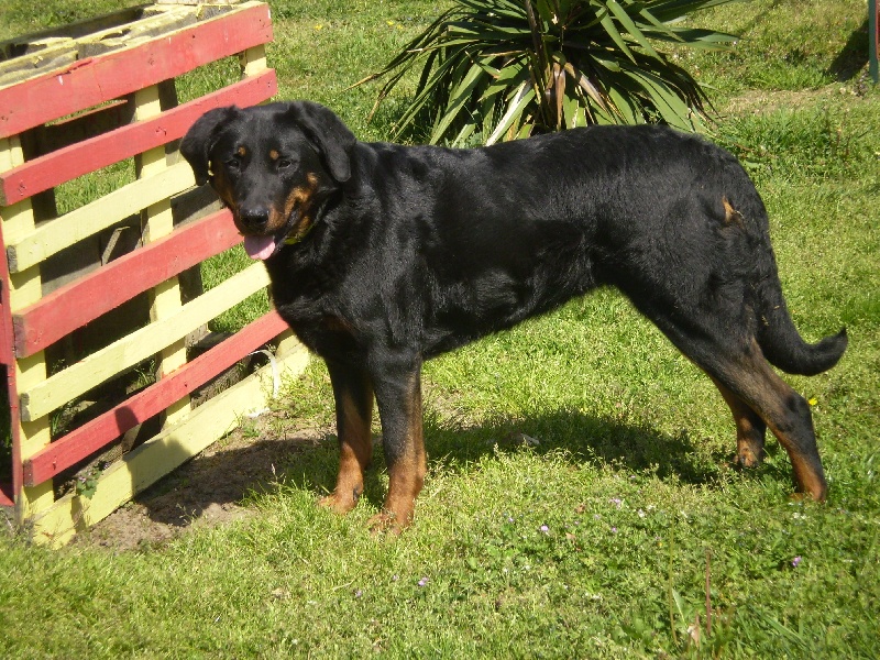 Czigane-hindia du parc de Montmacon
