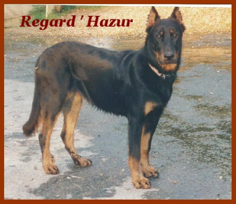 Regard hazur du Royaume D'Elsa