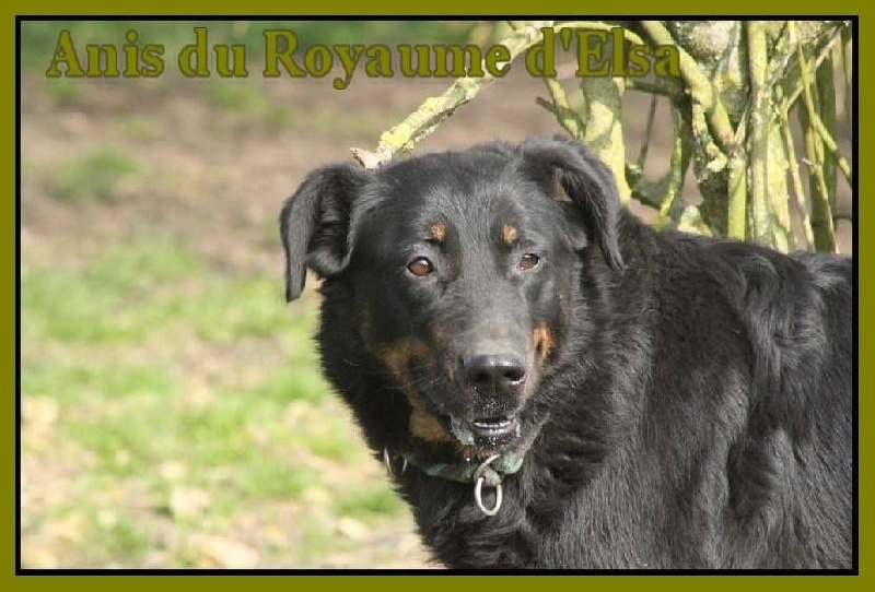 Anis du Royaume D'Elsa