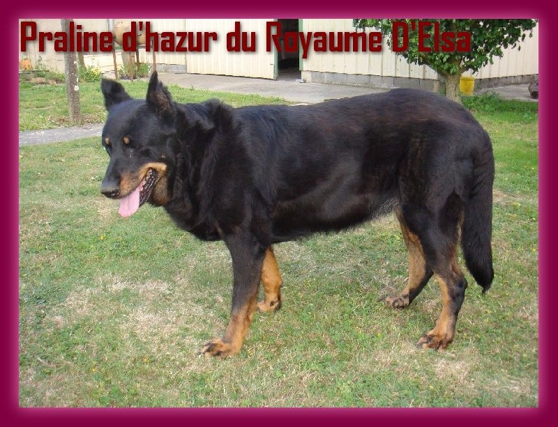 Praline d'hazur du Royaume D'Elsa