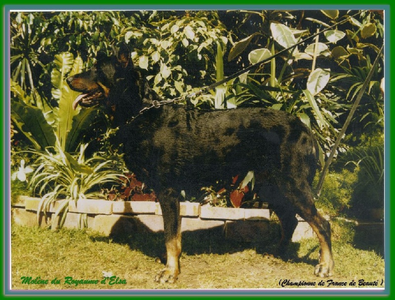 CH. Molene du Royaume D'Elsa
