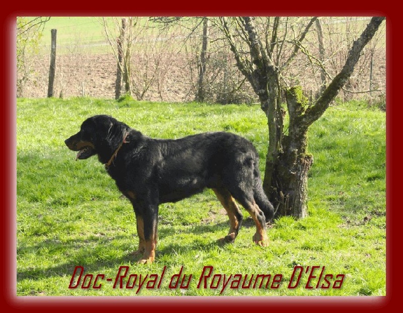 Doc-royal du Royaume D'Elsa