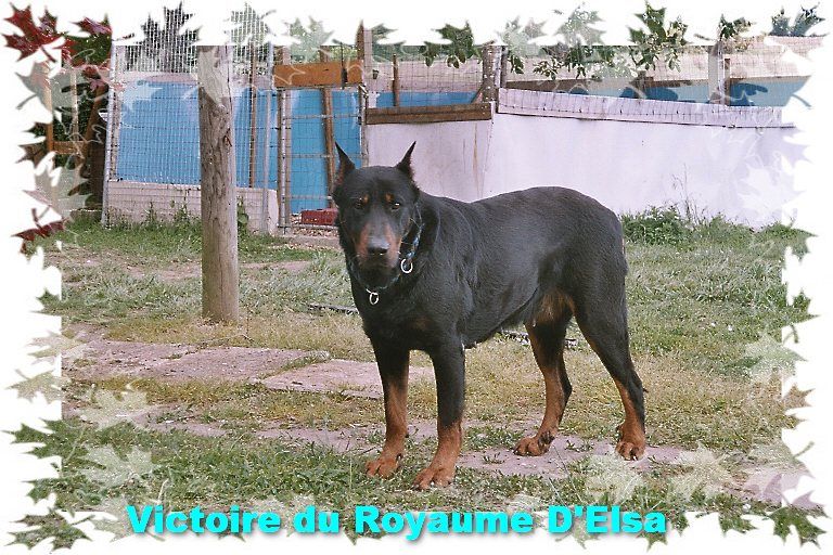 Victoire du Royaume D'Elsa