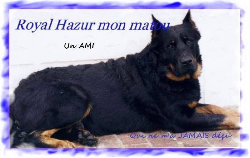 Royal hazur du Royaume D'Elsa