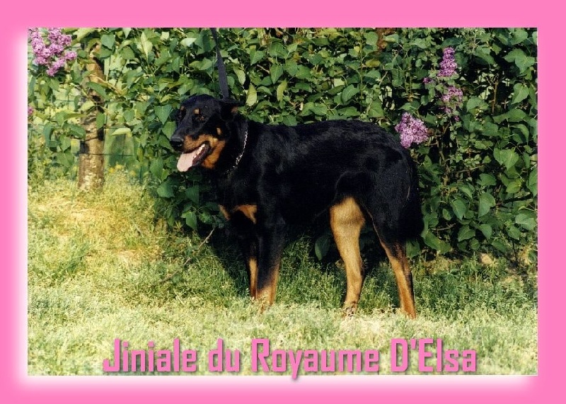 Jiniale du Royaume D'Elsa