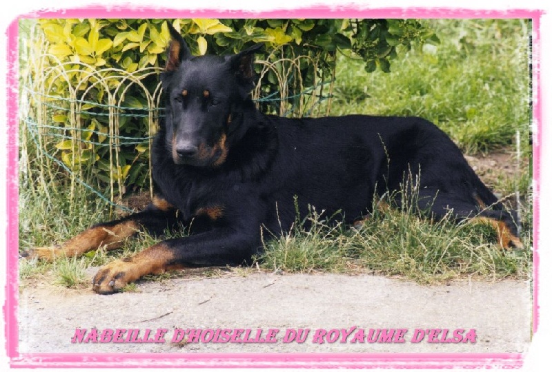 Nabeille d'hoiselle du Royaume D'Elsa