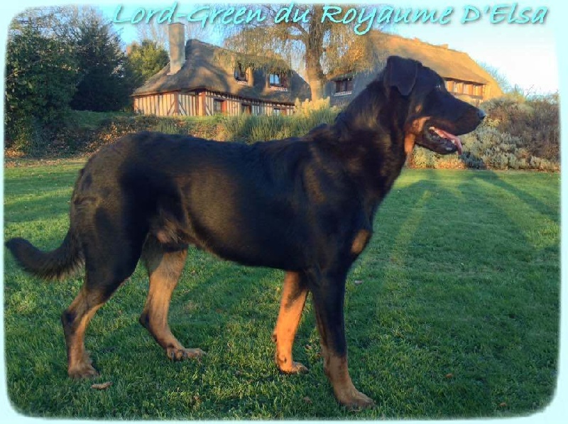 Lord-green du Royaume D'Elsa