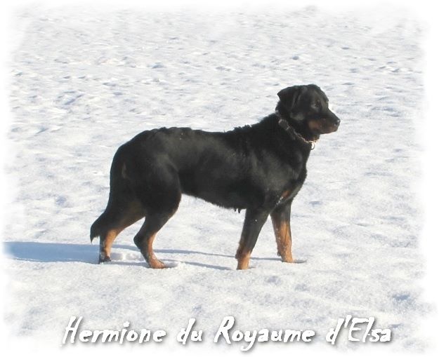 Hermione du Royaume D'Elsa