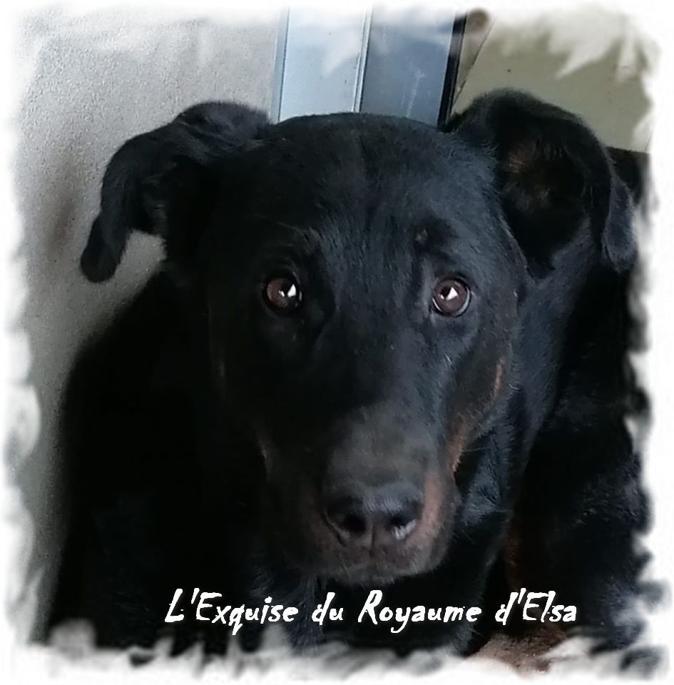 L'exquise du Royaume D'Elsa