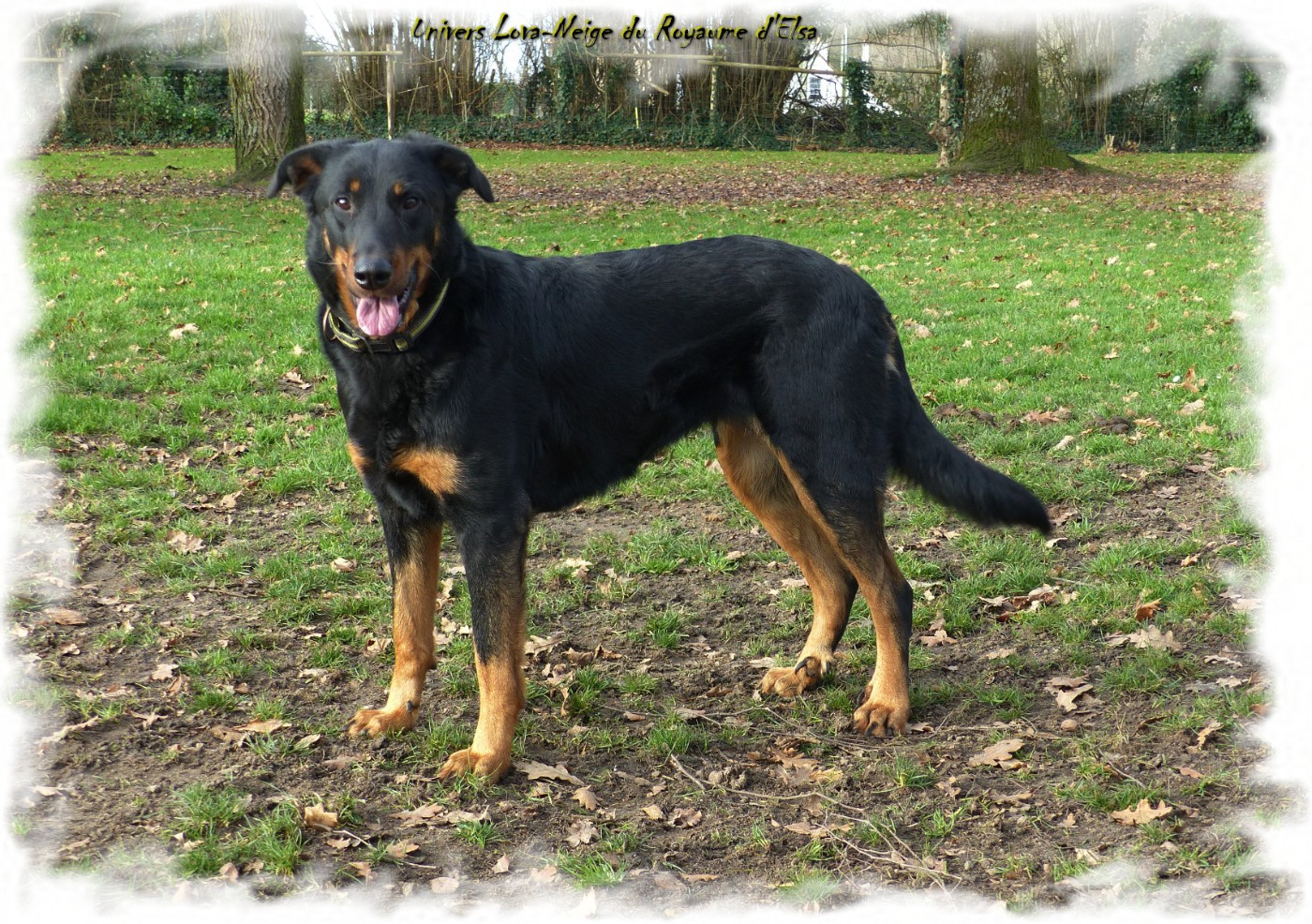 Univers lova-neige du Royaume D'Elsa