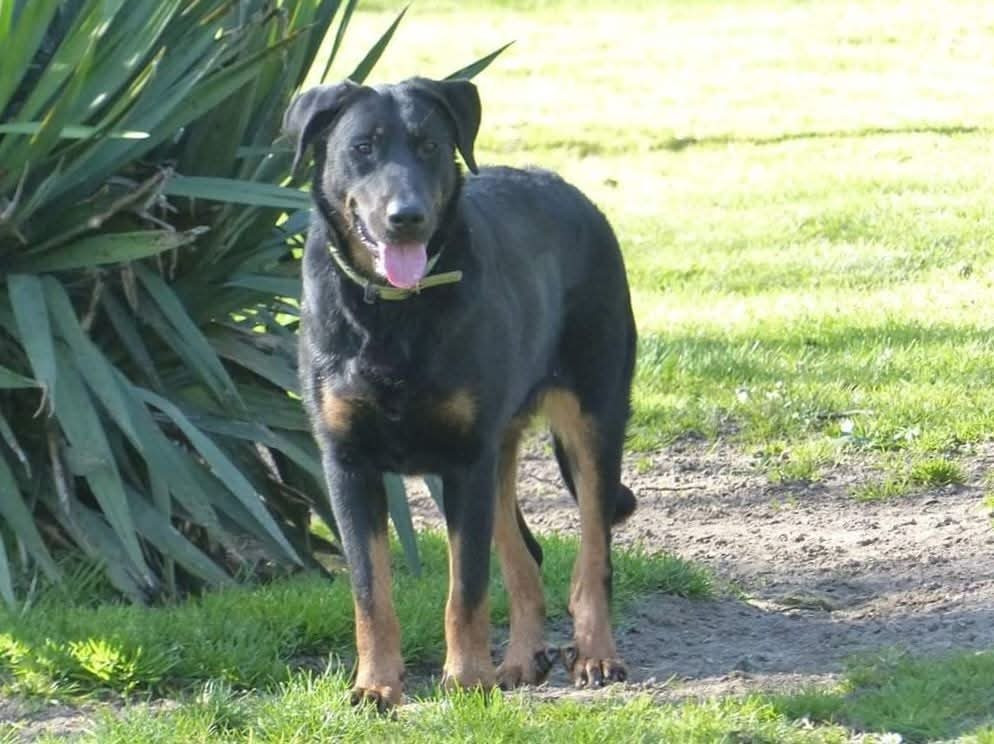 Plume or green eternelle du royaume d elsa