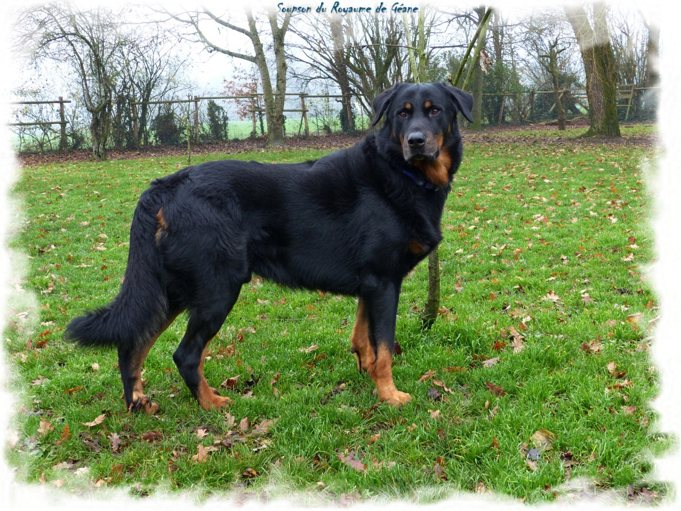 Soupson Du Royaume De Géane