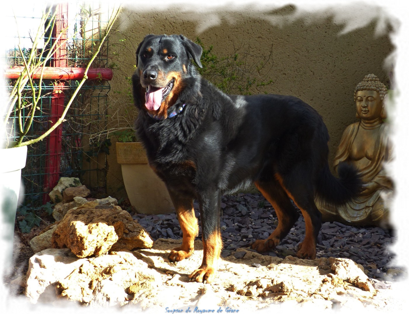 Soupson Du Royaume De Géane