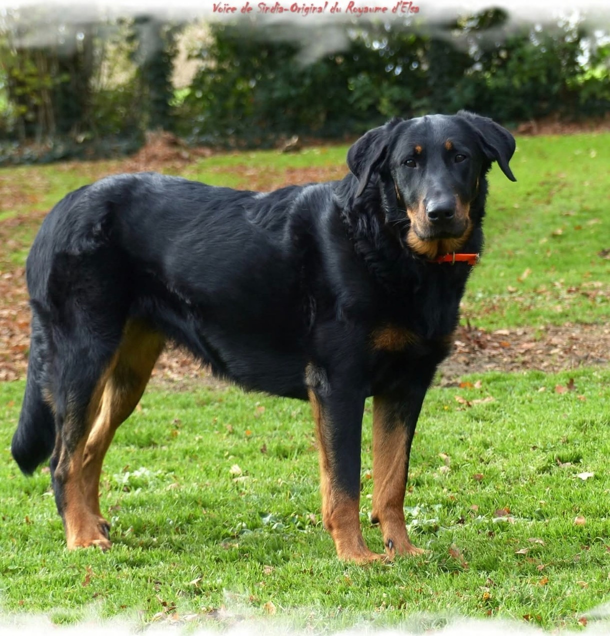 Voïce de sindia-original du Royaume D'Elsa