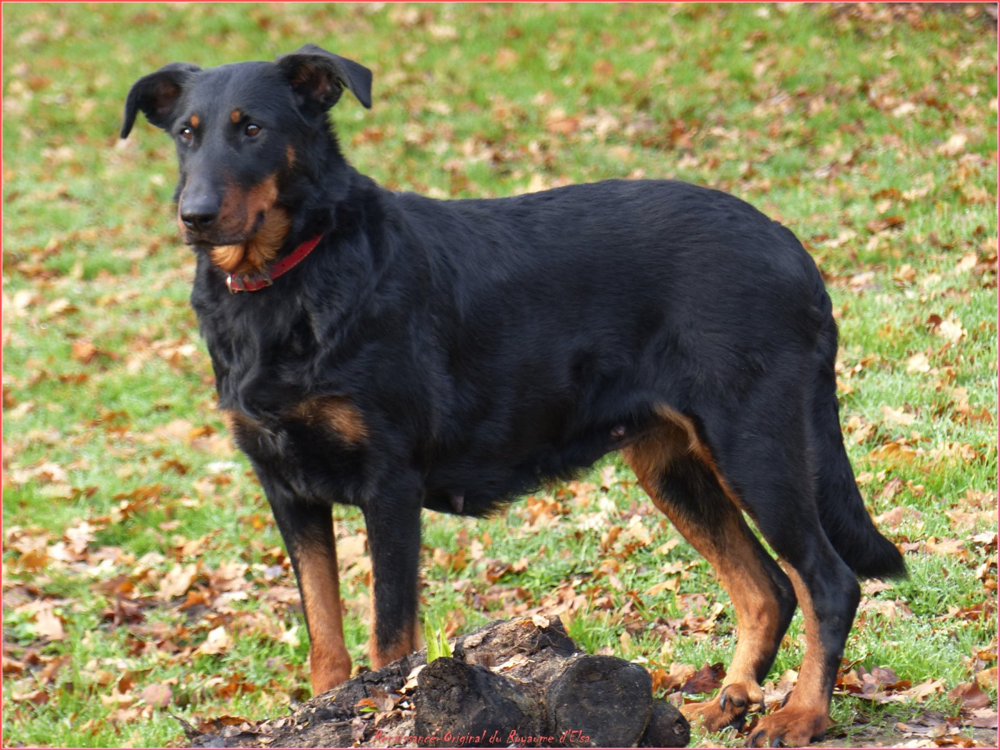 Renaissance-original du Royaume D'Elsa