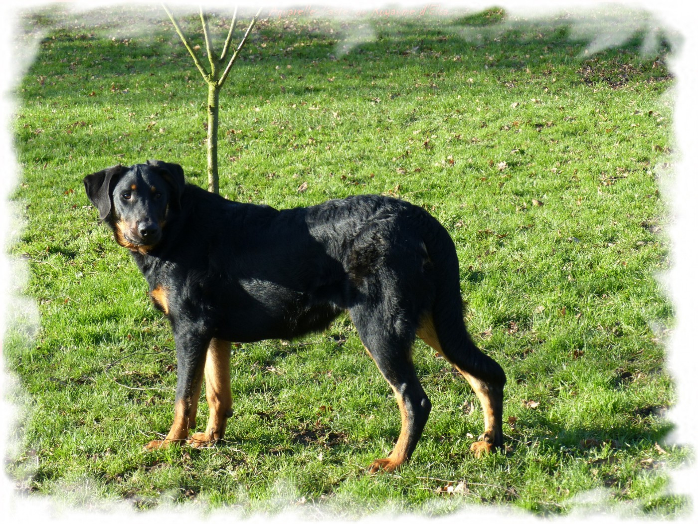 Aquarelle de pastel-eternelle du Royaume D'Elsa
