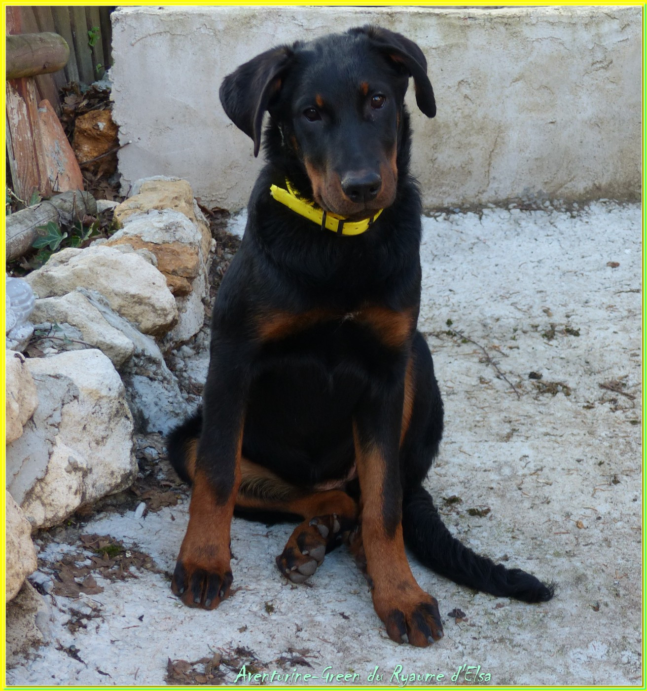 Aventurine-green du Royaume D'Elsa