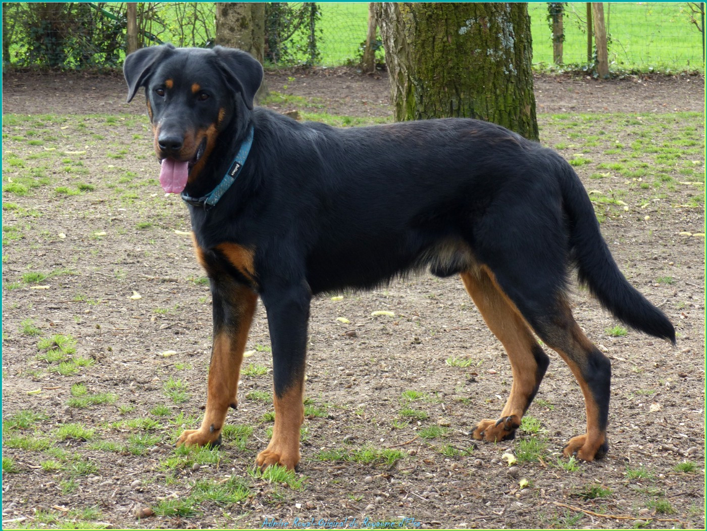 Admire-royal-original du Royaume D'Elsa