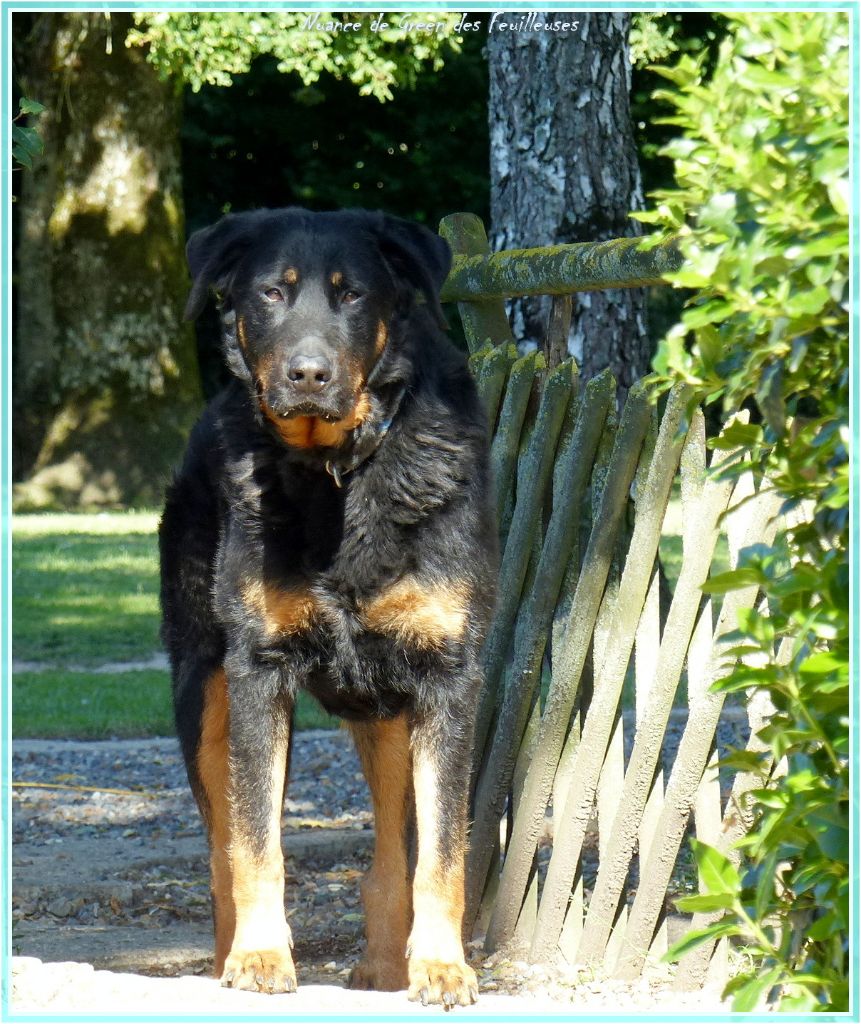 Nuance de green des Feuilleuses