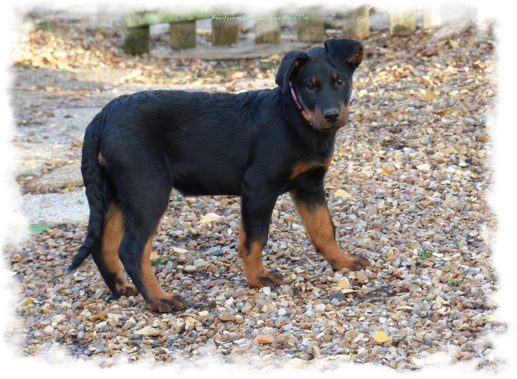 Aventurine-green du Royaume D'Elsa