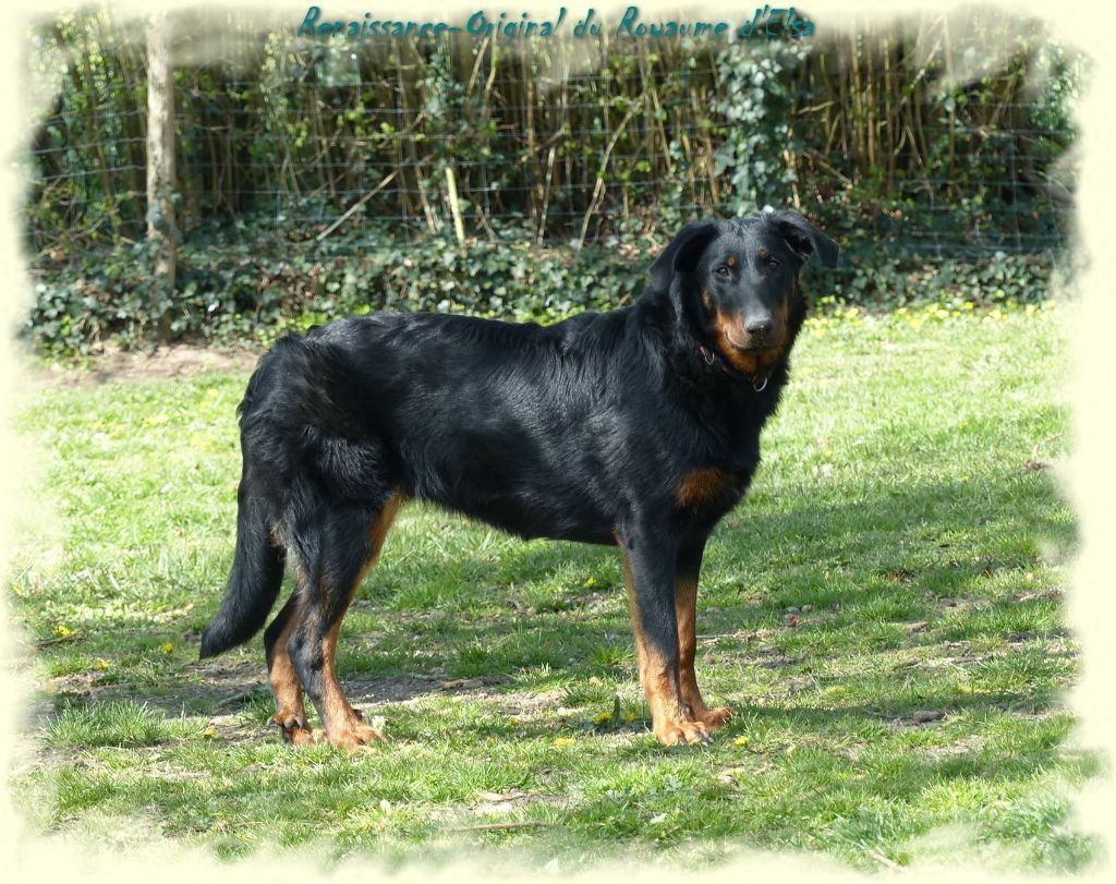 Renaissance-original du Royaume D'Elsa