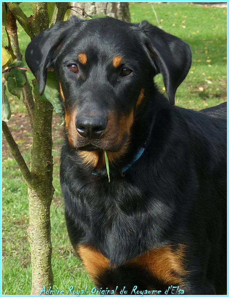 Admire-royal-original du Royaume D'Elsa