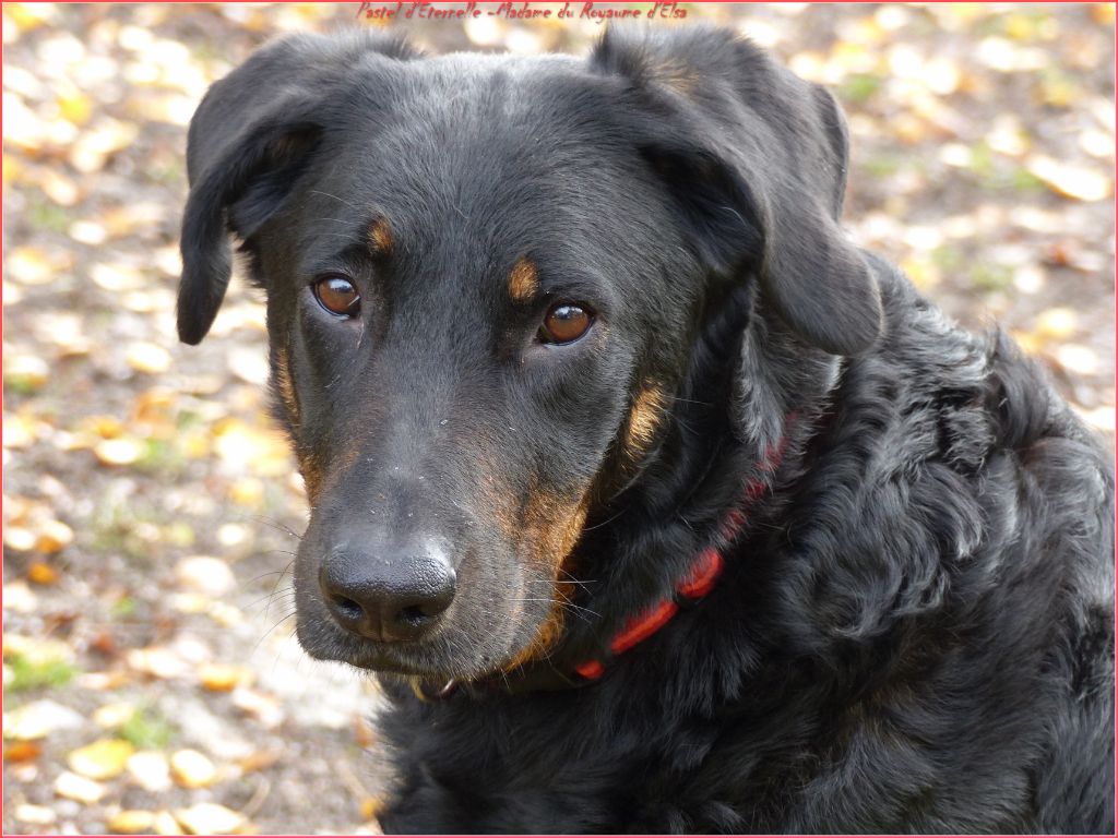Pastel d'eternelle-madame du Royaume D'Elsa