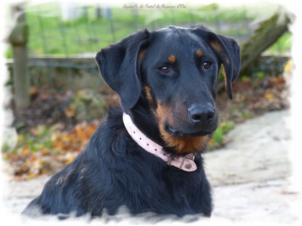 Aquarelle de pastel-eternelle du Royaume D'Elsa