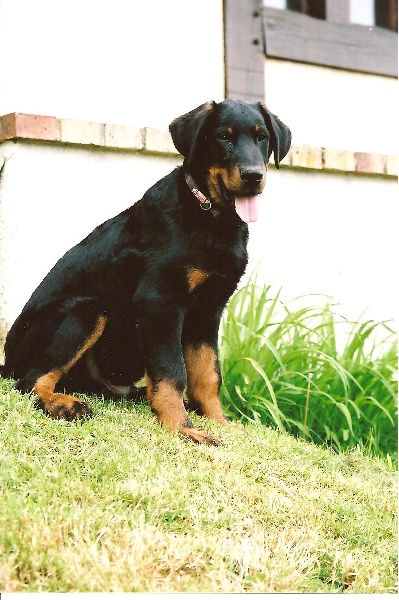 CHIOTS
