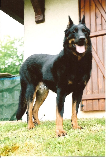 MES VIEUX CHIENS