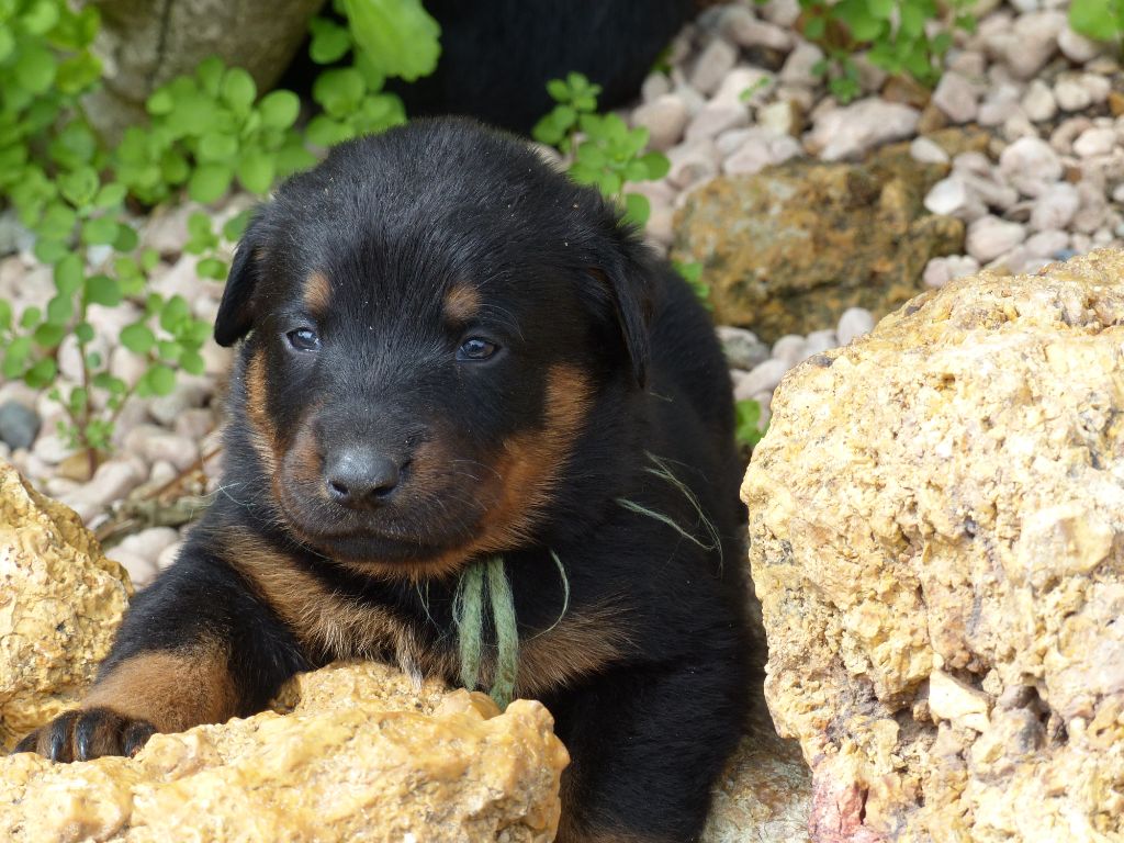 du Royaume D'Elsa - Chiots disponibles - Berger de Beauce