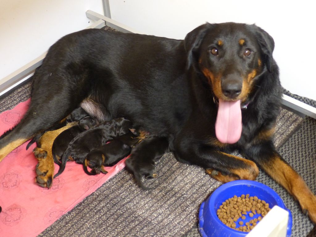 du Royaume D'Elsa - Chiots disponibles - Berger de Beauce