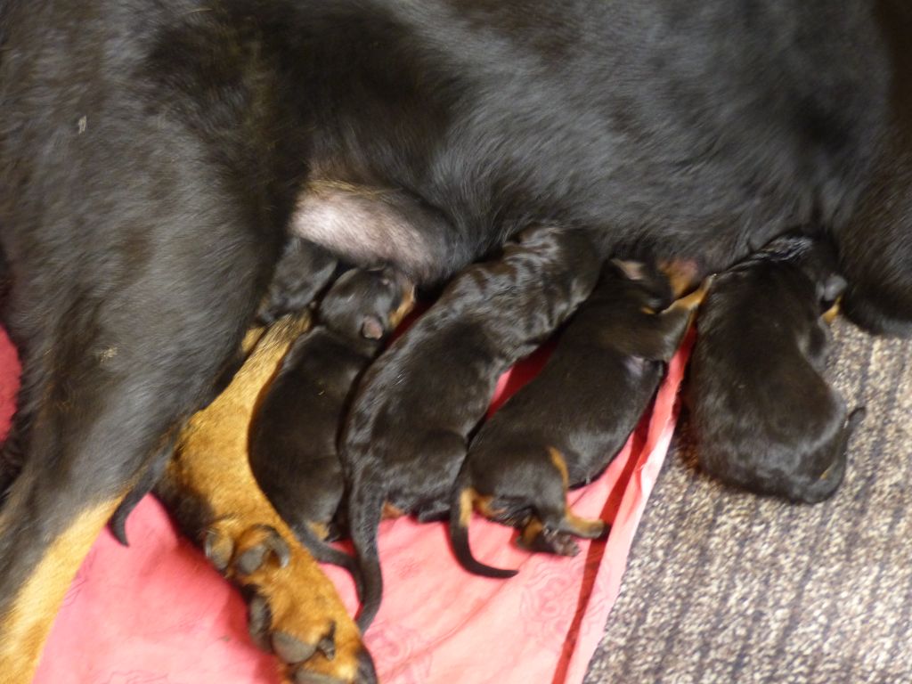 du Royaume D'Elsa - Chiots disponibles - Berger de Beauce