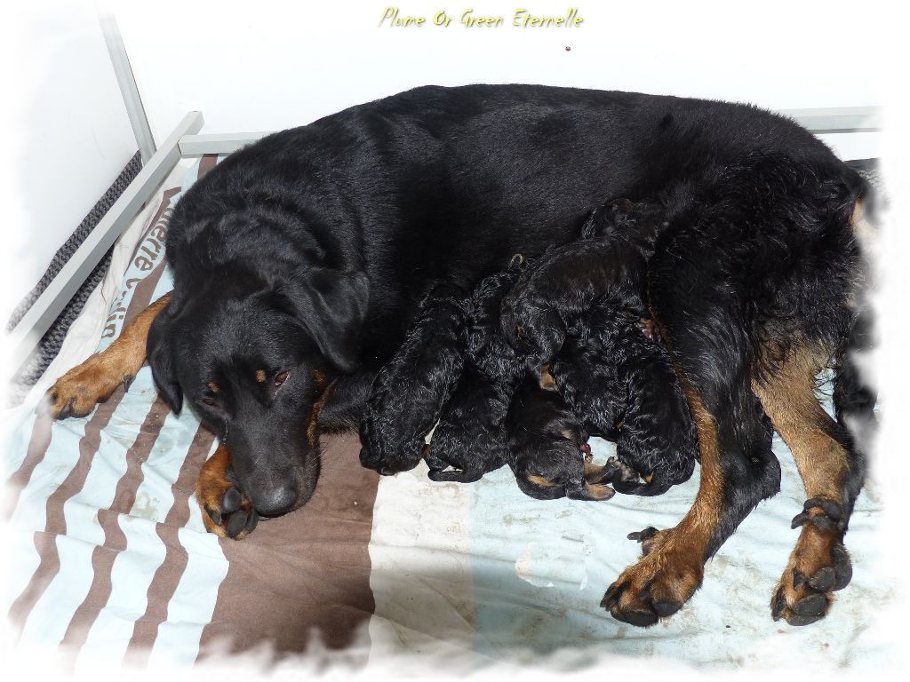 Chiot Berger de Beauce du Royaume D'Elsa