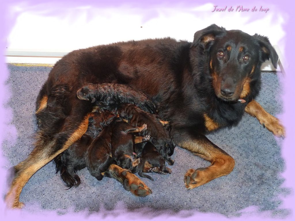 Chiot Berger de Beauce du Royaume D'Elsa
