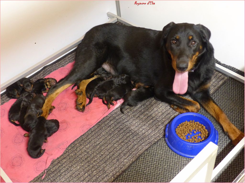 du Royaume D'Elsa - Chiots disponibles - Berger de Beauce